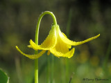 Glacier Lily 2.JPG