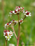 Saxifraga lyallii - Red-stemmed Saxifrage 2.jpg