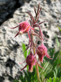 Three-flowered Avens 1a.jpg