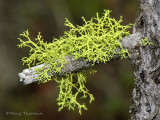 Letharia vulpina - Wolf Lichen 3a.jpg