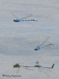 Enallagma sp - Bluet in flight 5b.jpg