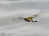 Libellula quadrimaculata - Four-spotted Skimmer in flight 1a.jpg