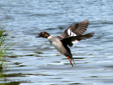Common Goldeneye female in flight 1a.jpg