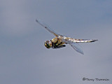 Libellula quadrimaculata - Four-spotted Skimmer in flight 5a.jpg