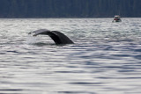 Alaska439.jpg