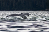 Alaska390.jpg