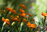 IMG_3991r.jpg