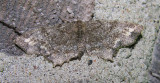 Hypagyrtis piniata (?) - 6656 - Pine Measuringworm Moth