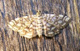Lygropia rivulalis - 5250 - Bog Lygropia