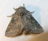 moth-150708-8.jpg