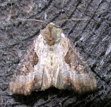 moth-150708-9.jpg