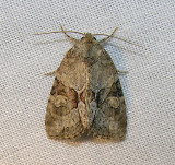 moth-170708-3.jpg