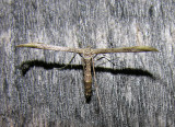 moth-170708-7.jpg