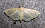 moth-170708-10.jpg