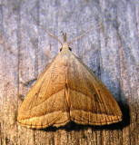 moth-170708-11.jpg