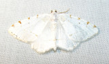 Itame pustularia - 6273 - Lesser Maple Spanworm Moth