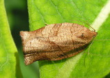 moth-june30.jpg