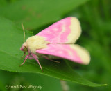 Schinia florida - 11164 - Evening Primrose Moth