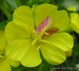 Schinia florida - 11164 - Evening Primrose Moth