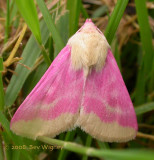 Schinia florida - 11164 - Evening Primrose Moth