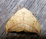 Drepana arcuata - 6251 - Arched Hooktip Moth