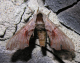 moth-04-08-2008-6.jpg