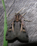 Feltia herilis - 10676 - Master's Dart Moth