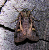Feltia herilis - 10676 - Master's Dart Moth
