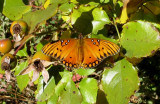 Gulf Fritillary - Agraulis vanillae incarnata