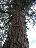 Ponderosa pine - memorial tree