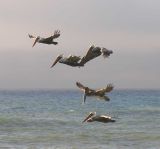 brown-pelican-2.jpg