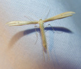 moth-08-06-2008-6.jpg