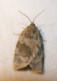 moth-08-06-2008-12.jpg