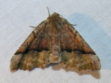 moth-08-06-2008-13.jpg