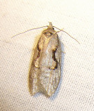 Semioscopis packardella - 0913 - Semioscopis Moth