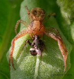 Xysticus spider with ant prey and kleptoparasitic flies