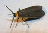 Cisseps fulvicollis - 8267 - Yellow-collared Scape Moth