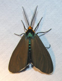 Ctenucha virginica - 8262 - Virginia ctenucha moth