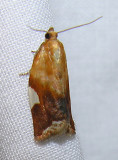 Clepsis persicana  - 3682 - White Triangle Tortrix Moth
