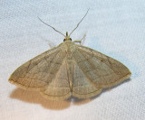 Zanclognatha pedipilalis (?) - 8348 - Grayish Zanclognatha Moth