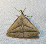 Macrochilo absorptalis (?) - 8357 - Slant-lined Owlet Moth