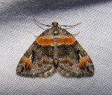 Dysstroma hersiliata - 7189 - Orange-barred Carpet Moth