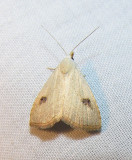 moth-21-06-2008-3.jpg