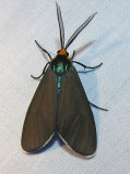 moth-21-06-2008-9.jpg