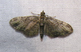 moth-21-06-2008-10.jpg