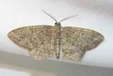 moth-21-06-2008-11.jpg