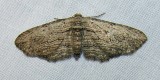 moth-21-06-2008-13.jpg