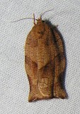 moth-21-06-2008-14.jpg