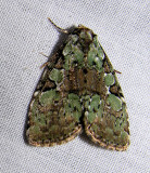 Leuconycta lepidula - 9066 - Marbled-green Leuconycta