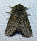 Lasionycta albinuda (?) - 10355